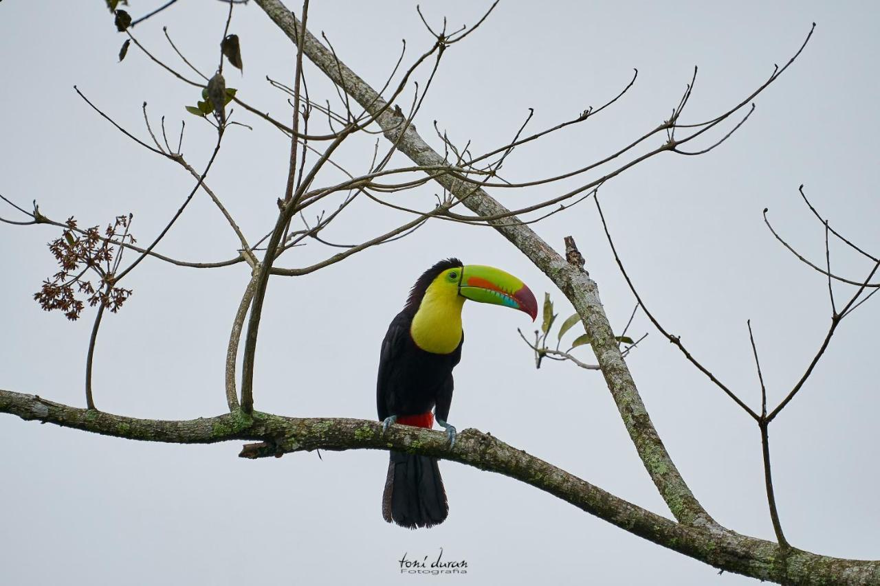 Birds & Breakfast Costa Rica Bed & Breakfast La Tigra  Exterior photo